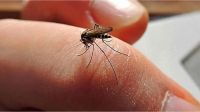 Declararon el brote de Chikungunya en Tartagal por el fuerte aumento de casos