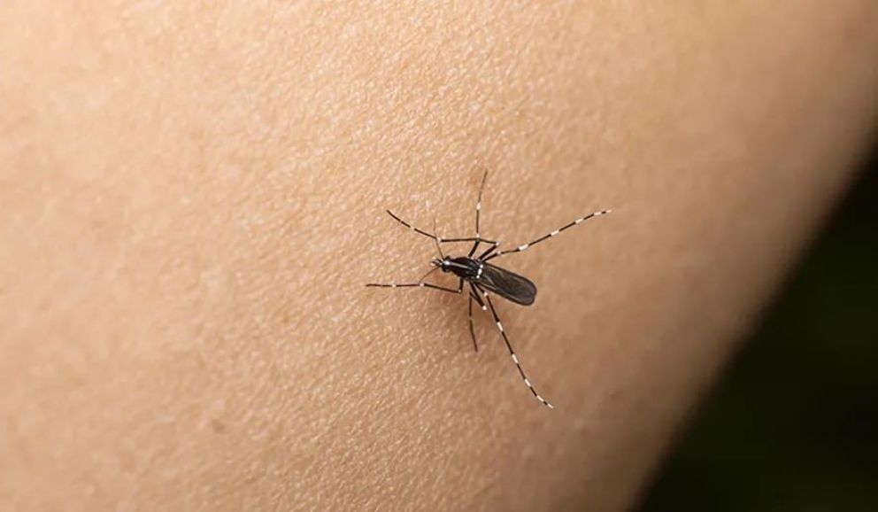 Dengue en Salta: se superó la brecha de los 4000 contagios y se pronosticó un pico en las próximas semanas
