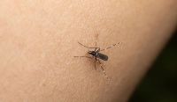 Alarma por el dengue en Orán: prevén la llegada de un brote desde Bolivia 
