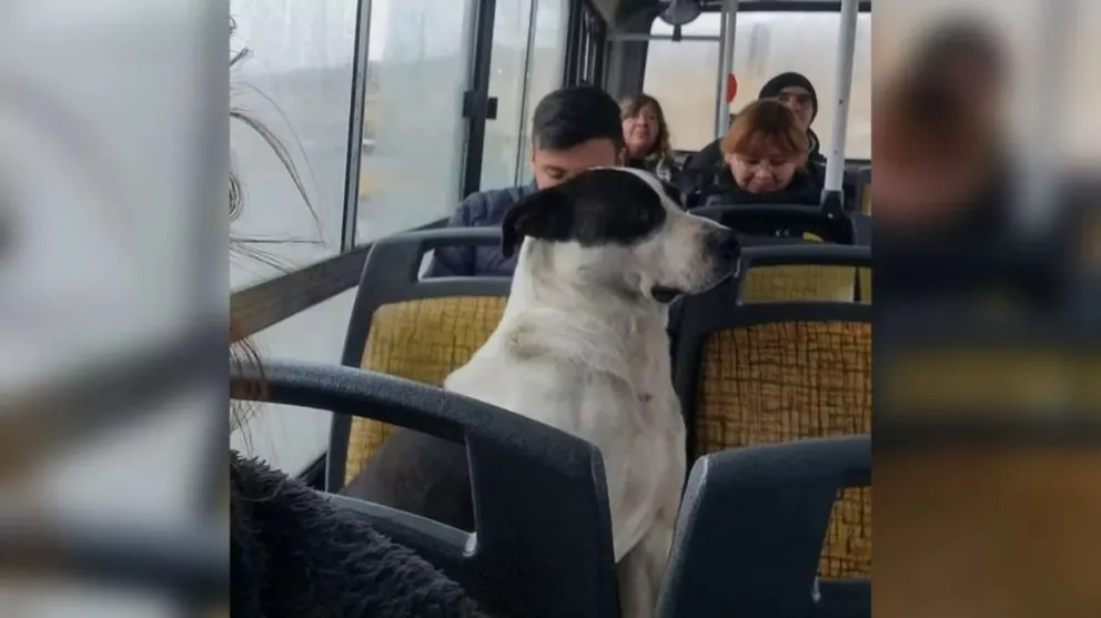 ¿Colectivos Pet Friendly?: buscarán que las mascotas puedan viajar en SAETA