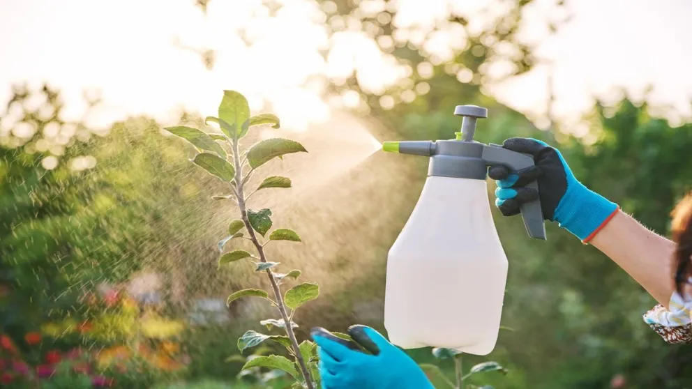 Decile adiós para siempre a los insectos con este efectivo truco: con pocos ingredientes podés hacer el mejor repelente