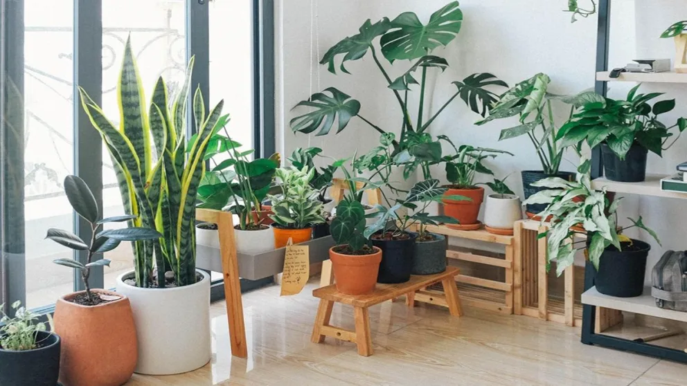Según el feng shui esta es la planta que nunca debe estar en la entrada de tu casa: descubrí cómo neutralizarla