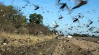 Preocupación en Salta por la posibilidad de que se extienda una plaga de langostas