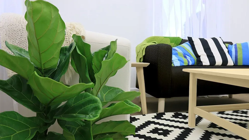 Esta es la planta que ayuda a equilibrar las emociones y a limpiar las malas energías de la casa