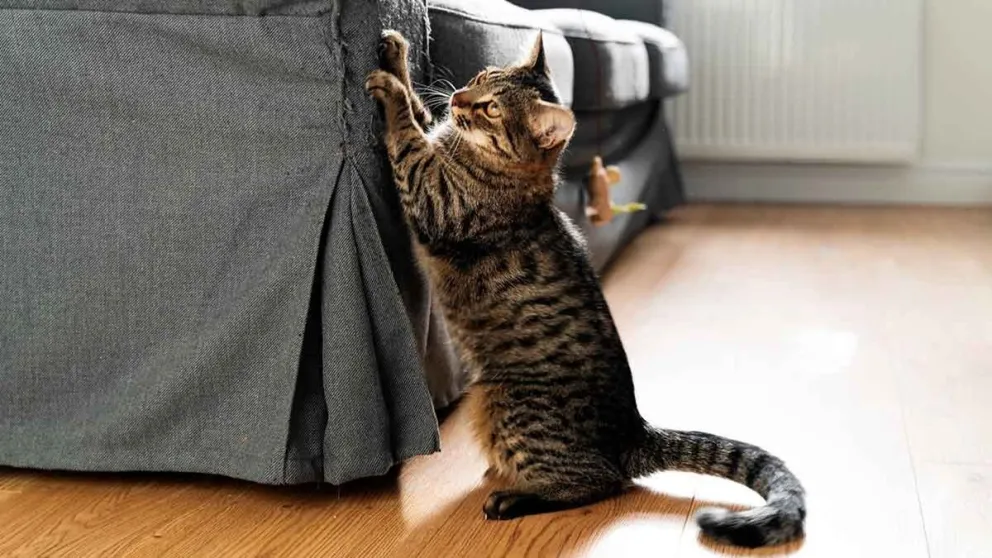 Ya no te preocupés más por tus muebles: con este eficaz truco tu gato dejará de dañarlos