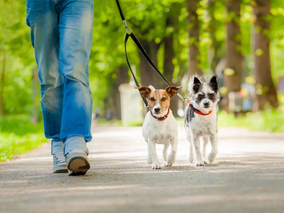 La mascota ideal: conocé cuál es el perro que jamás se enferma y no emite ladridos