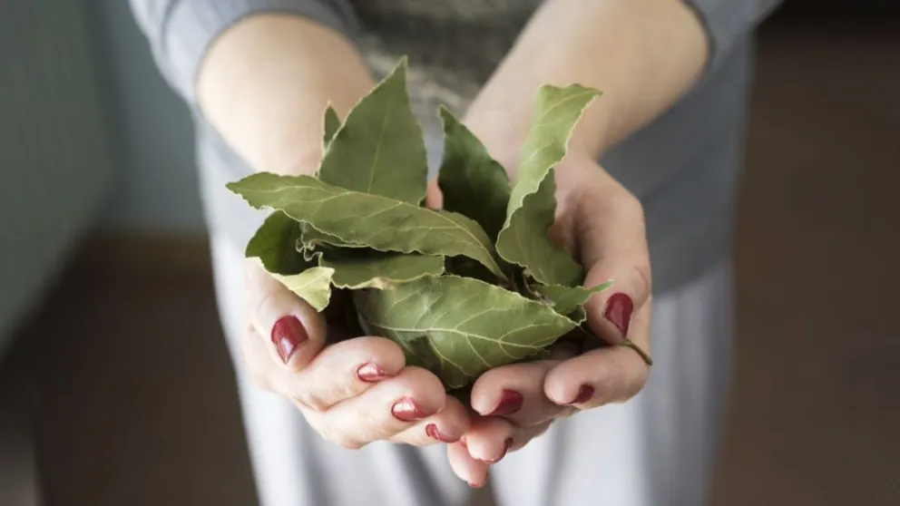 Agregá hojas de laurel a tus lavados y obtené estos importantes y sorprendentes beneficios