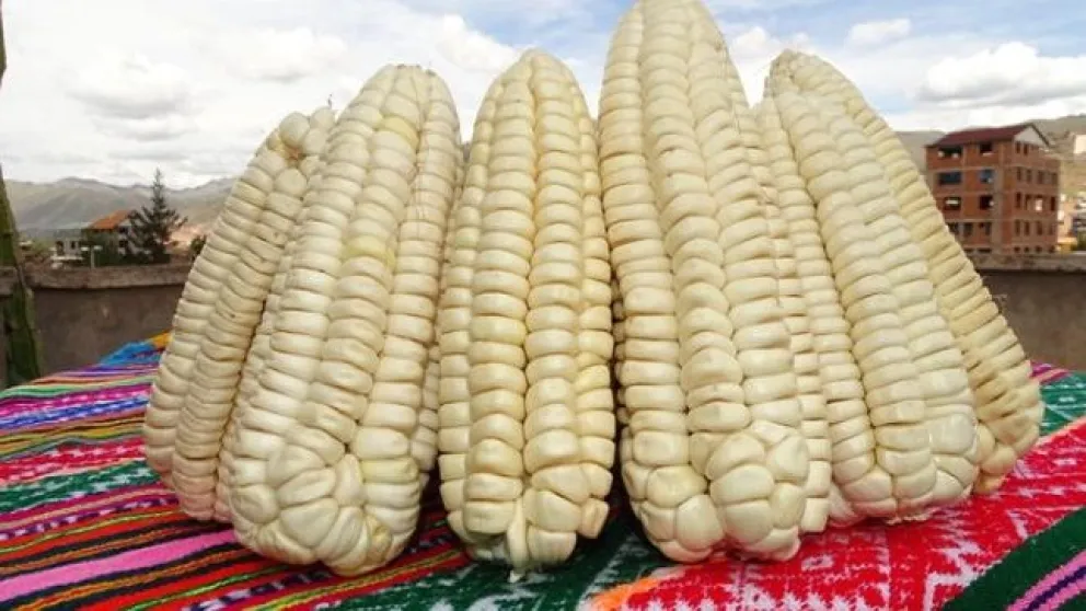 Cuaresma en Salta: ¿dónde se consigue el choclo más barato para las típicas humitas?