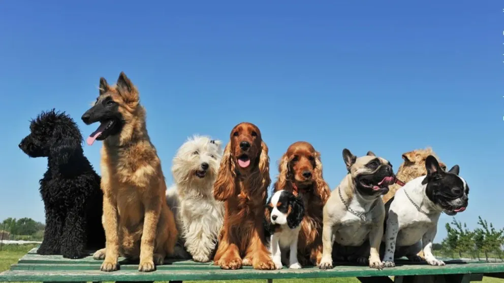 Conocé la nueva fórmula para calcular la edad de tu perro: ya no son siete años humanos por cada año del canino