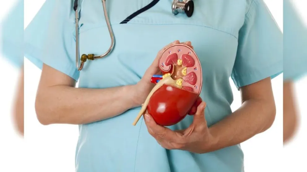 No automedicarse, más agua y controles periódicos: los cuidados para un riñón sano