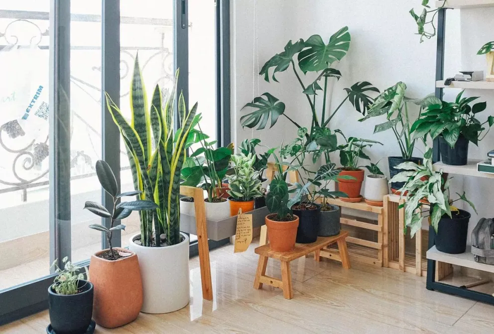 Esta es la poderosa planta de interior que te ayudará a aliviar el estrés: conocé todas sus propiedades