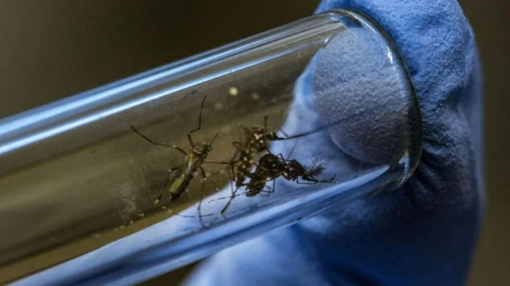Brote de dengue récord en Argentina: 119 muertes y 163.419 casos en lo que va de 2024