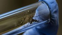 Brote de dengue récord en Argentina: 119 muertes y 163.419 casos en lo que va de 2024