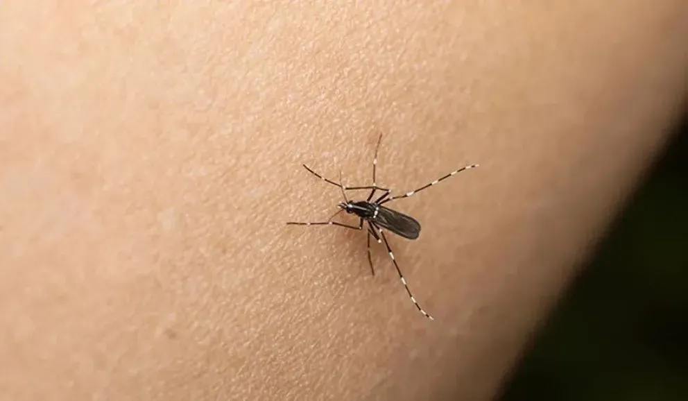 dengue en Salta