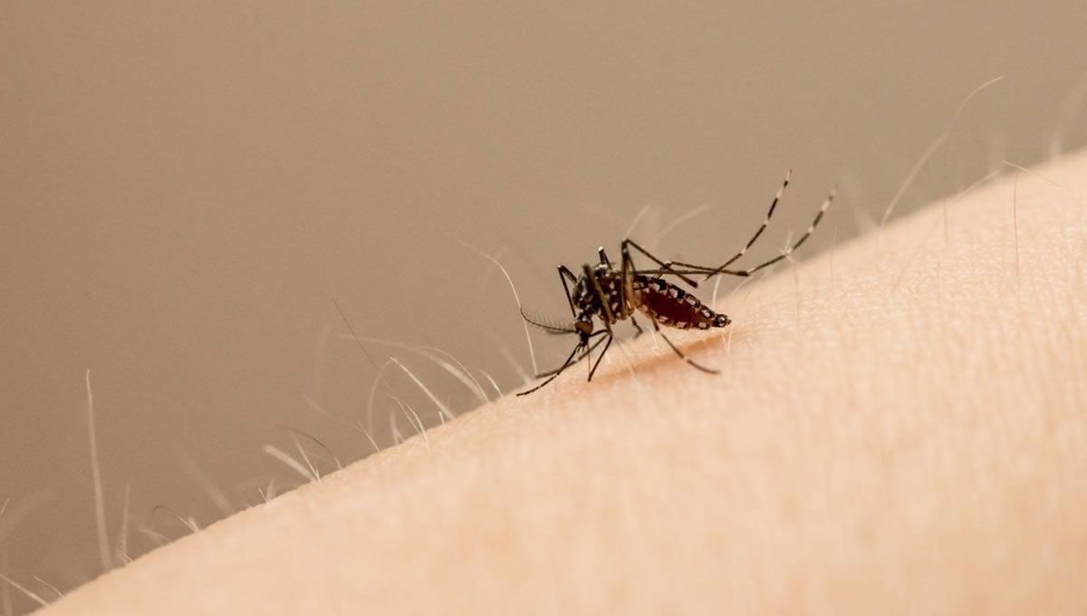 Volvieron a aumentar los casos de dengue en Salta y crece la preocupación