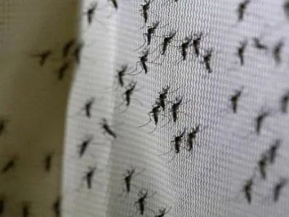 Invasión de mosquitos: conocé un repelente casero, fácil y económico para utilizar