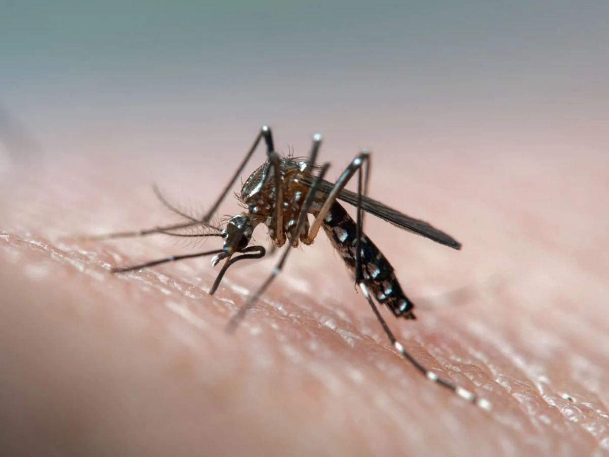 Dengue: las recomendaciones sobre dónde es mejor usar repelente para prevenir las picaduras