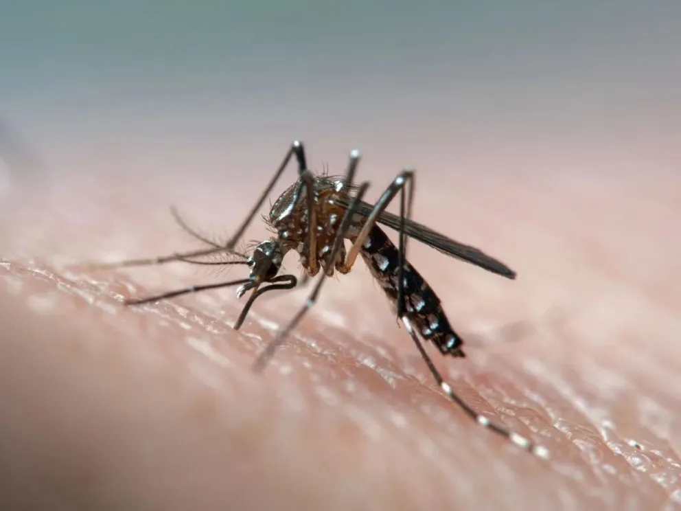 Dengue en Salta: alertan sobre los bebederos callejeros que podrían ser fuente de reproducción del mosquito