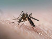 No da descanso: a pesar del frío, se registran más de 25 mil casos de dengue en Salta