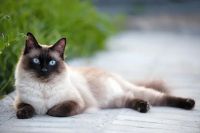 Conocé las encantadoras razones para tener de mascota un gato siamés: lo amarás tan solo al verlo