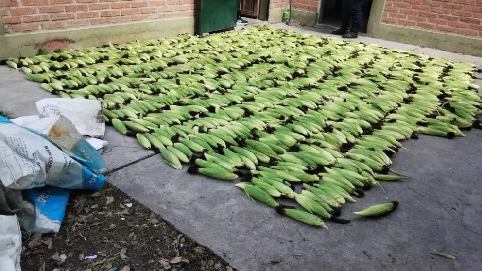 Dos jóvenes fueron denunciados por robar más de 900 choclos de un colegio agrícola salteño