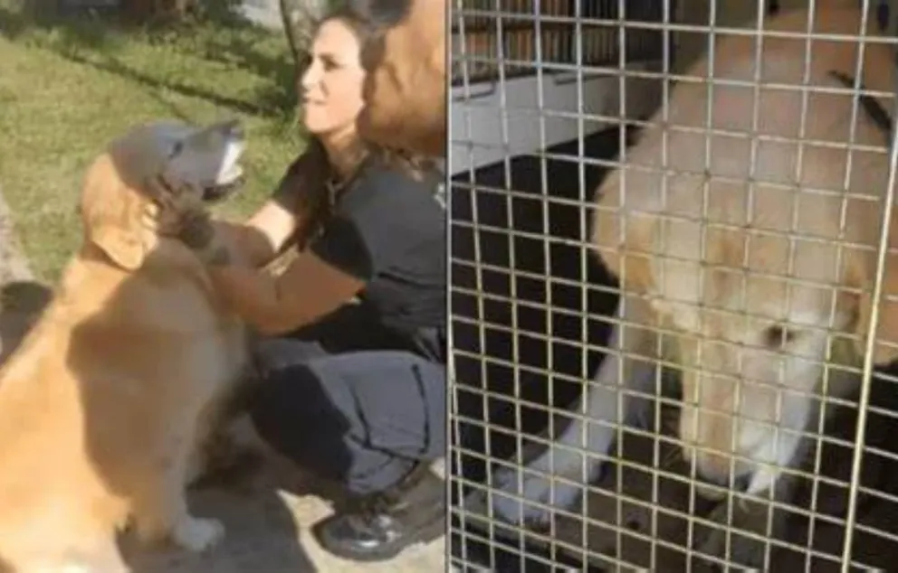 Insólito: una mujer sin corazón pidió faenar a su perro en una carnicería