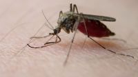 Otra muerte por dengue en Salta: la mujer falleció tras llamar al SAMEC dos veces