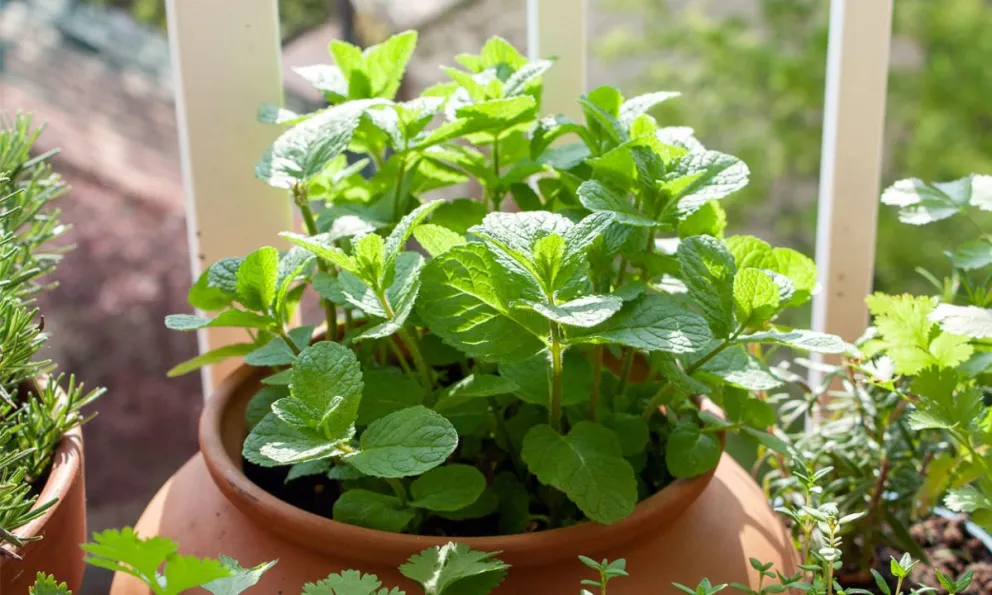 Descubrí las propiedades curativas de la menta y cómo utilizarla para restaurar el cabello
