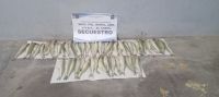 Pesca furtiva en Salta: decomisaron más de 160 pescados en El Carril
