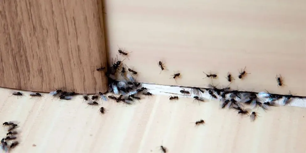 hormigas-truco