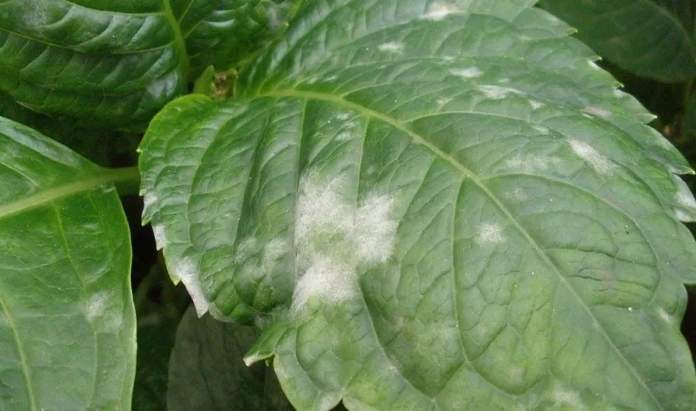 Conocé cómo combatir los destructivos hongos en tus plantas: un eficaz truco secreto que los eliminará
