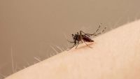Dengue en Salta: confirmaron una nueva muerte y más de 900 casos