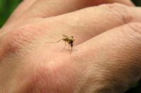Prevén un inminente aumento de casos de dengue en Orán: cuándo será y cómo se preparan