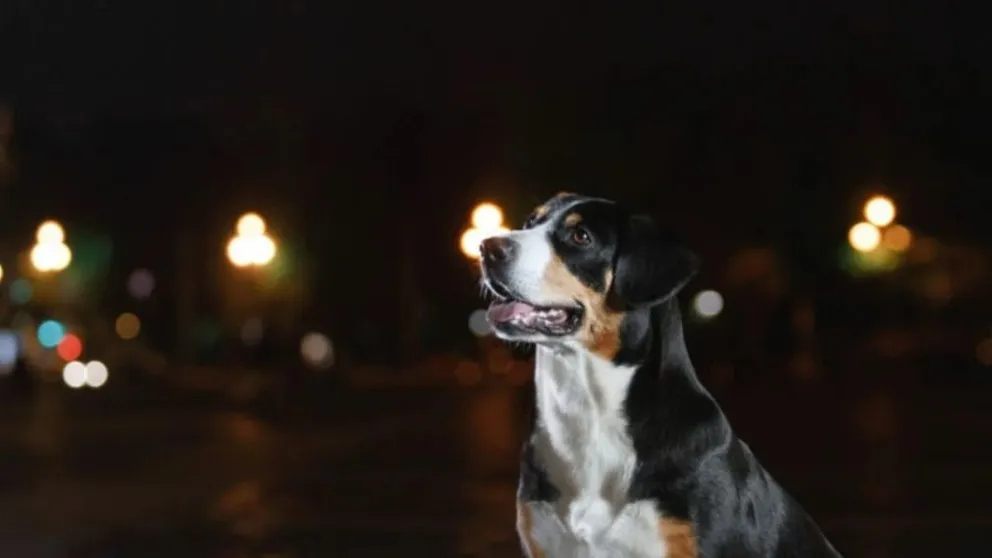 Conocé la verdadera razón por la qué los perros lloran de noche: una experta lo explica detalladamente