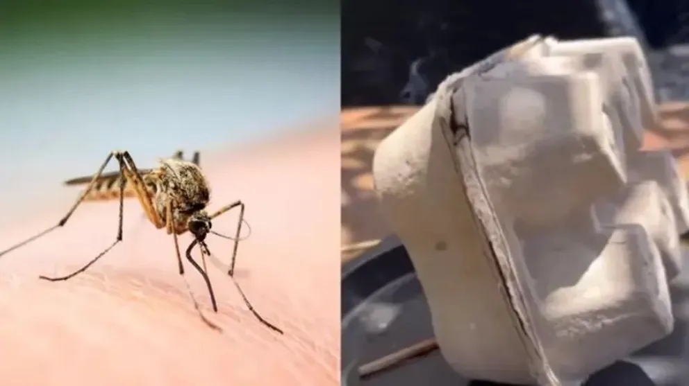 mosquitos-truco