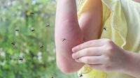 El ingenioso truco con el maple de huevos que te sorprenderá: elimina los mosquitos de una manera natural