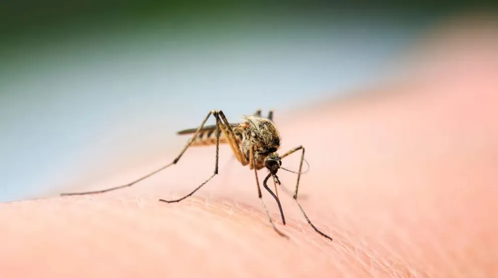 El truco infalible para ahuyentar a los mosquitos sin necesidad de espiral 