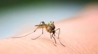 El truco infalible para ahuyentar a los mosquitos sin necesidad de espiral 