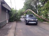 Mañana accidentada en la Salta: cayó parte de un árbol sobre una calle muy transitada