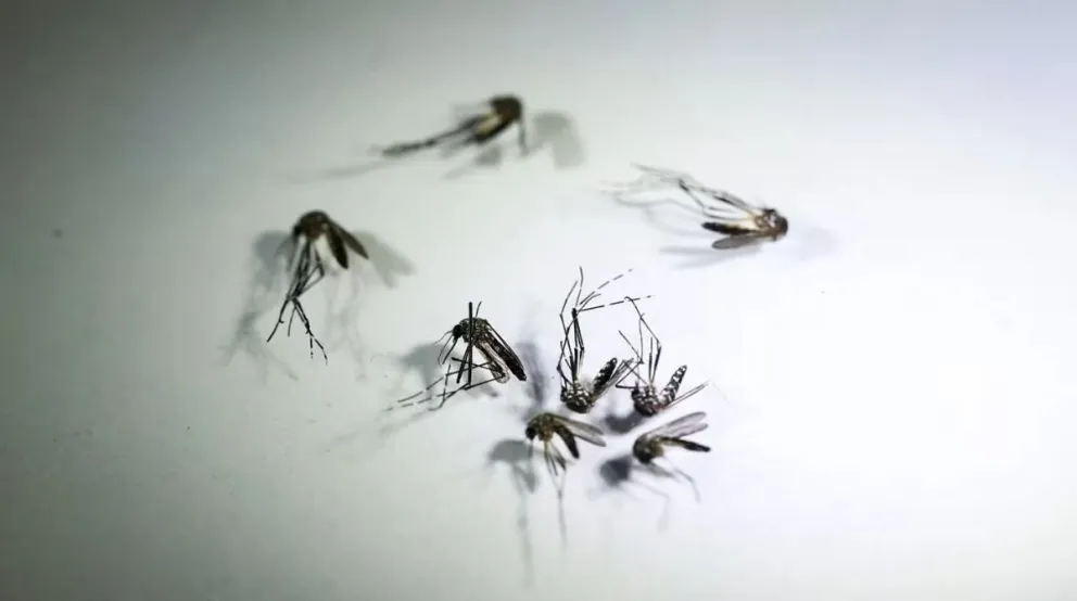 El dengue no da tregua: récord de contagios y nuevas muertes azotan a la región