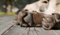 Maltrato animal en Salta: denunciaron a un hombre por castrar sin anestesia a un perro