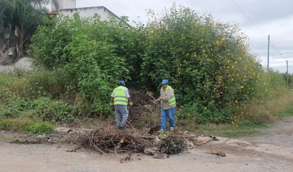 Limpieza de terrenos: el municipio capitalino continúa desmalezando baldíos en mal estado