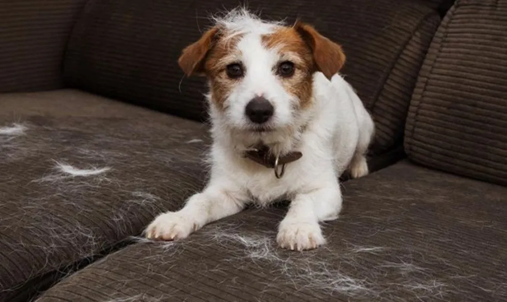 Estos son los increíbles trucos para eliminar los pelos de las mascotas de tu ropa: soluciones rápidas y muy efectivas