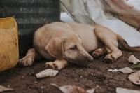Abandono animal en Salta: 30 perros comenzaron a devorarse unos a otros tras ser dejados solos en una casa
