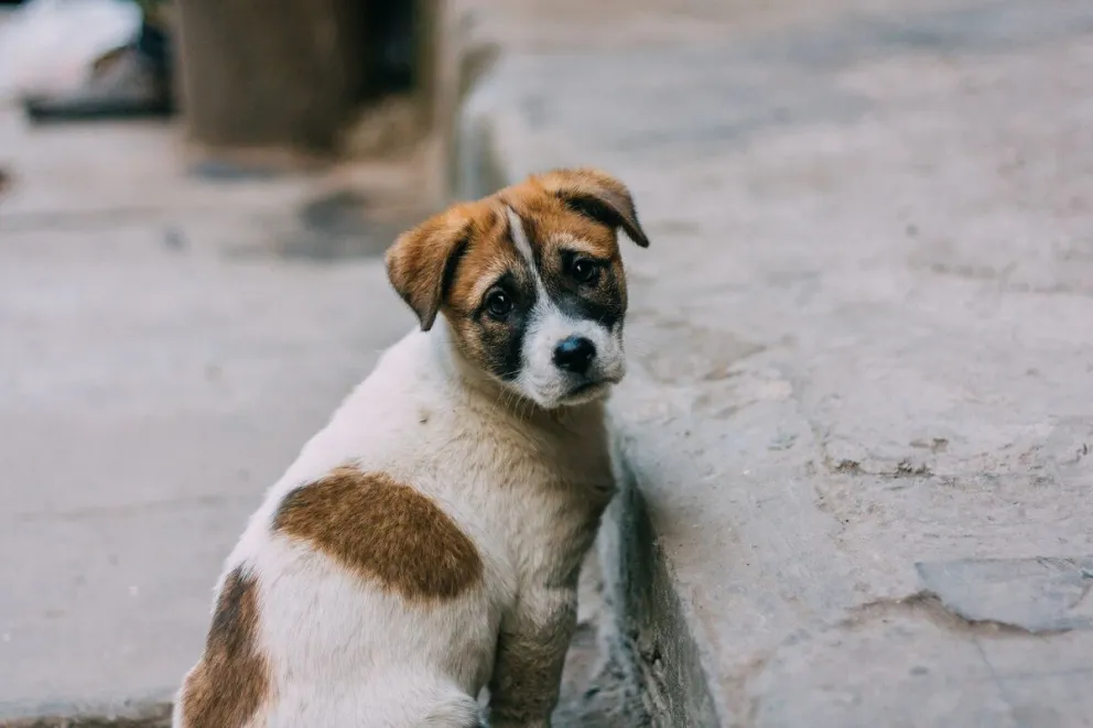 Maltrato animal