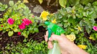 Descubre el truco infalible para deshacerte de las plagas en tus plantas de manera sencilla y gratuita 