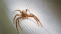 Decile adiós a las arañas con este imperdible truco: con dos ingredientes podés alejarlas de tu hogar