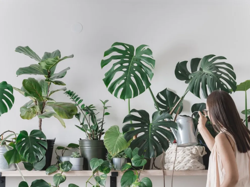 Realizá este ritual de abundancia con una de las plantas más poderosas que existen