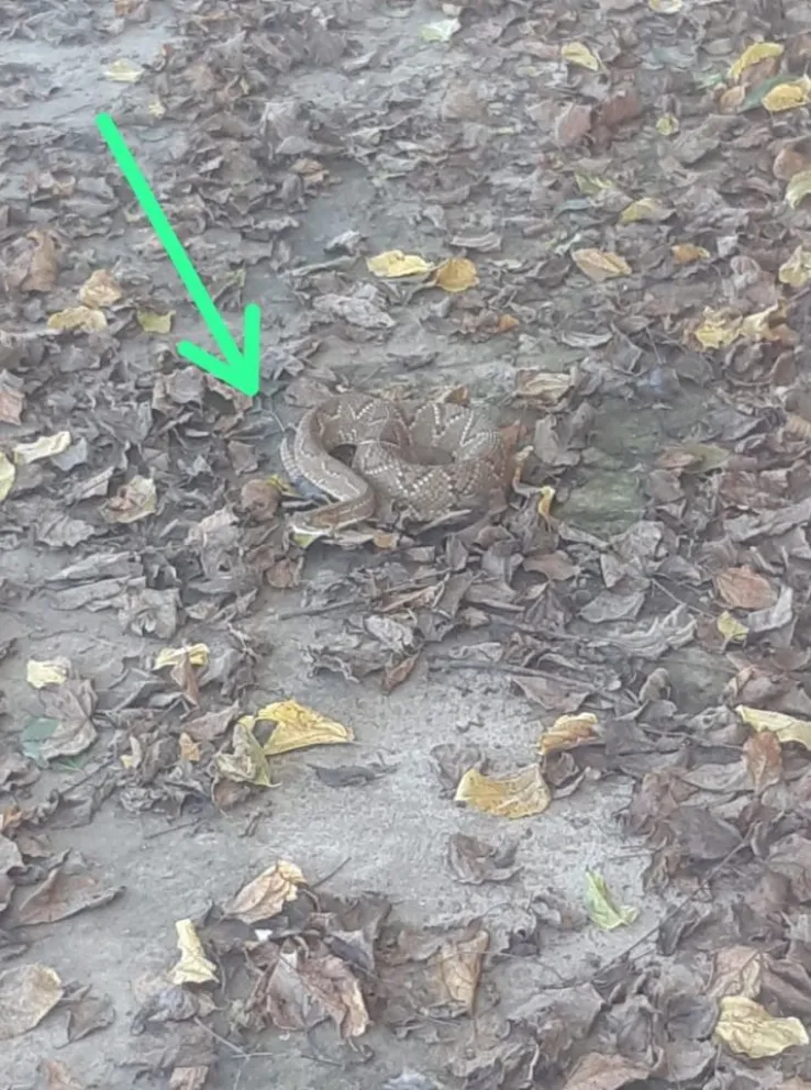 Serpiente Or&aacute;n