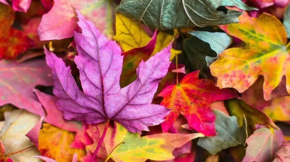 WhatsApp-modo oto&ntilde;o